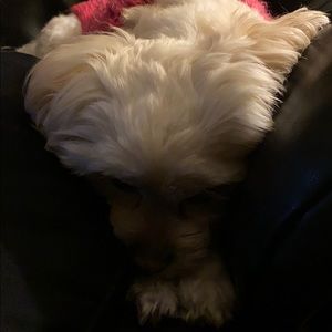 Meet your Posher, Mina